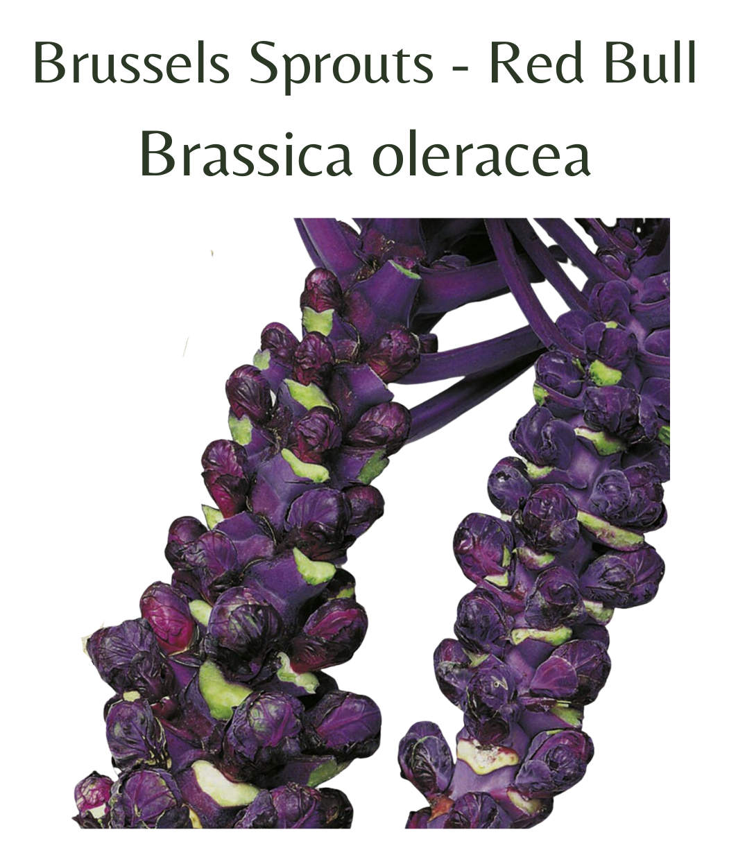Brussels_Sprouts_-_Red_Bull_50_seeds