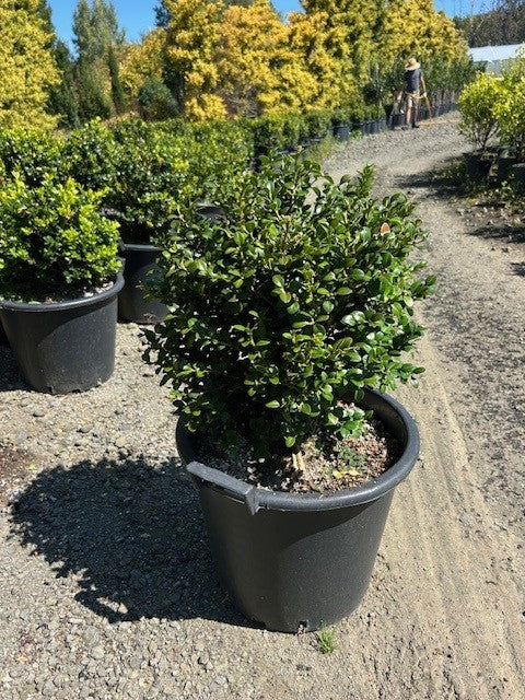 Buxus Green Gem Globes