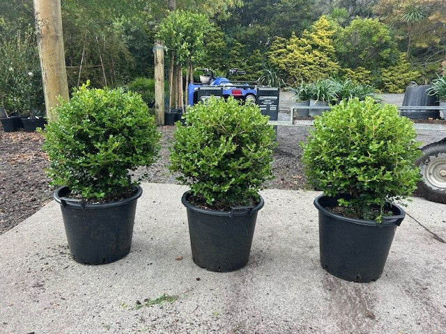 Buxus Microphylla Cones