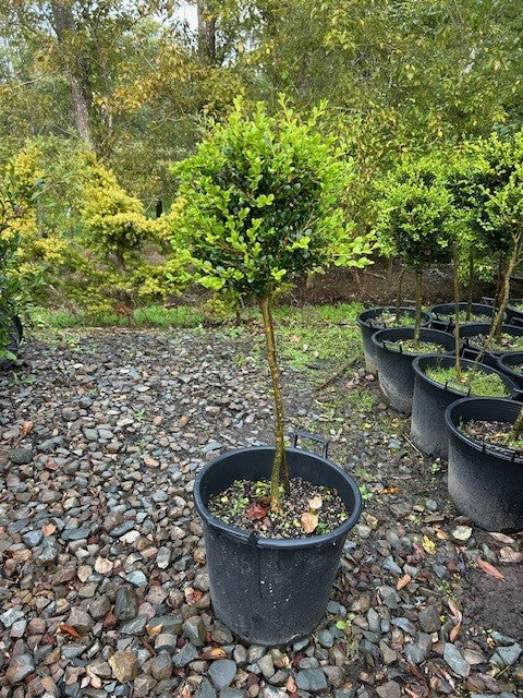 Buxus Green Gem Std 35ltr