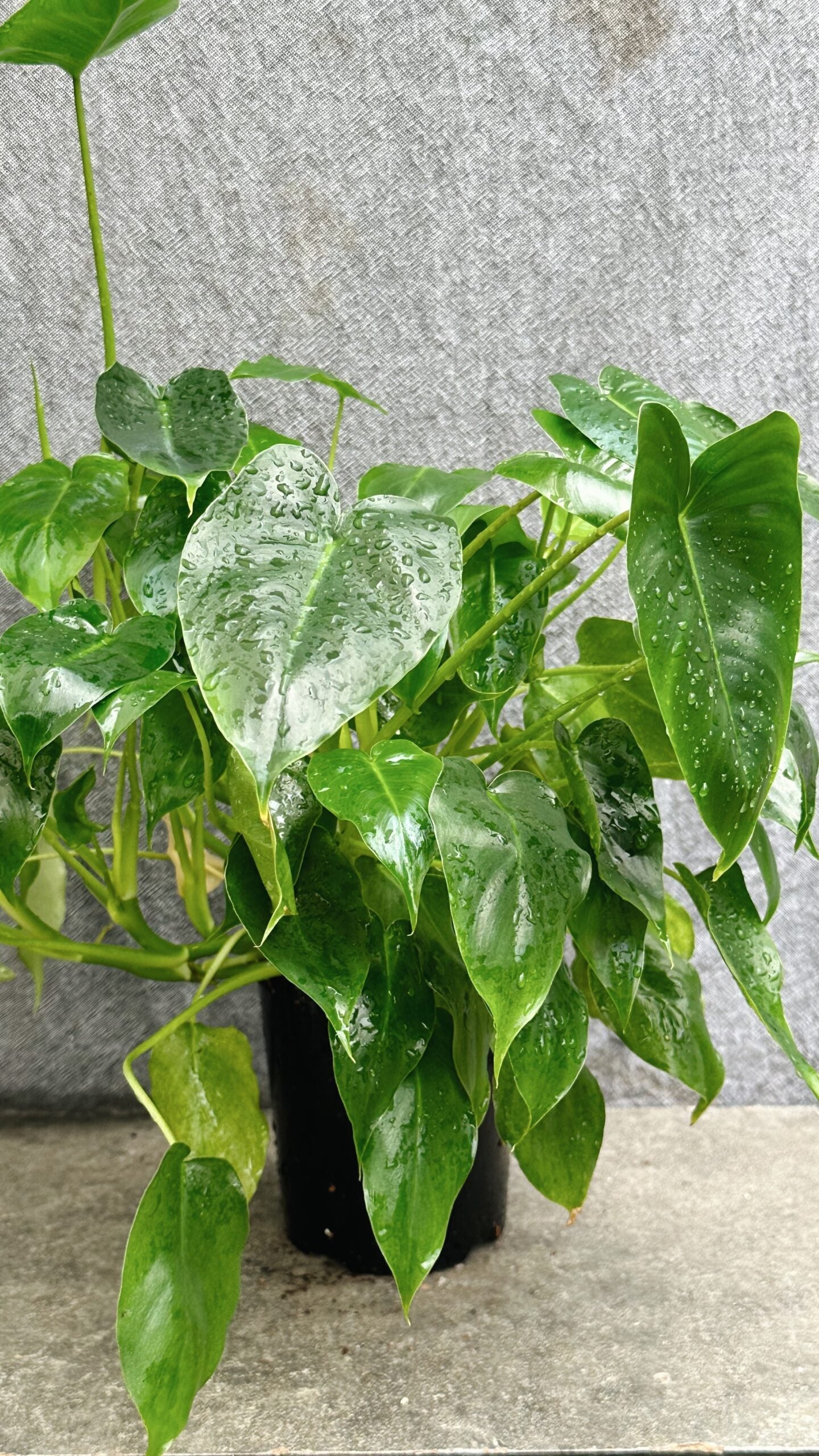 Philodendron Burle Marx