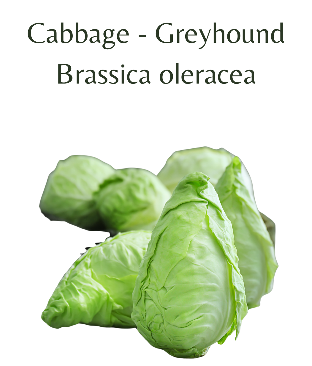 Cabbage_-_Greyhound_150_seeds