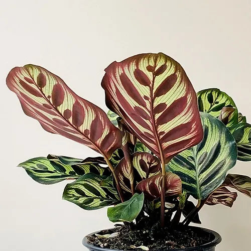 Calathea 'Makoyana' (Peacock) 14cm