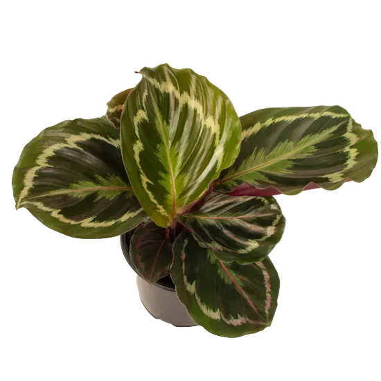Calathea 'Medallion' 14cm