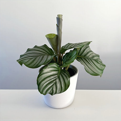 Calathea Orbifolia 14cm