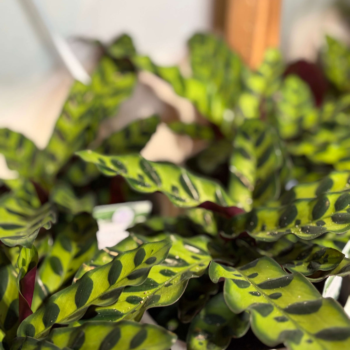 Close-up of a patterned houseplant with bright yellow-green leaves featuring dark green to black spots and some reddish-purple undersides, photographed indoors with a softly blurred background.