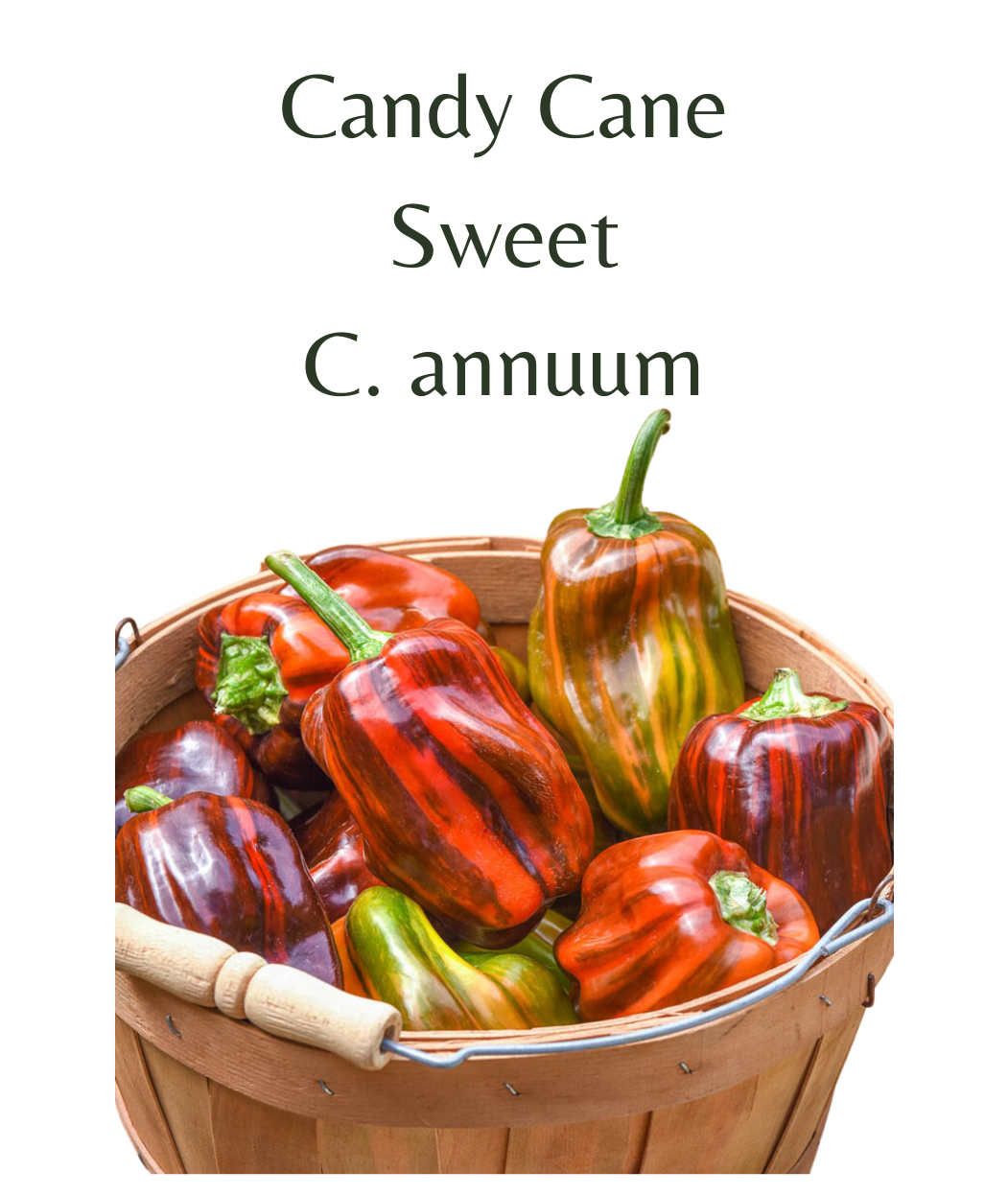 Candy Cane Chilli Seeds (10 seeds) - Rasmussen Gardens