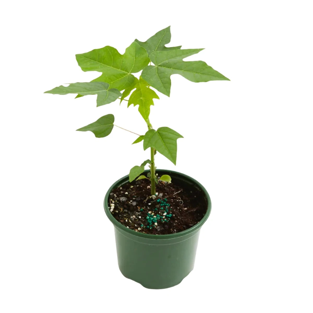 Young potted Mountain Paw Paw