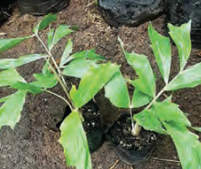 Caryota mitis | Burmese Fishtail Palm