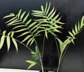 Chamaedorea tepejilote | Pacaya Palm