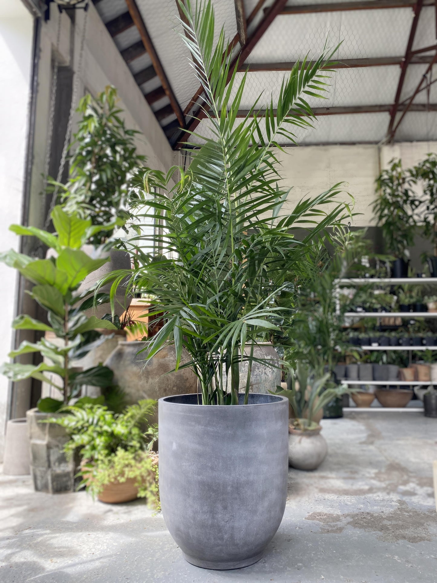 Chamaedorea hooperiana