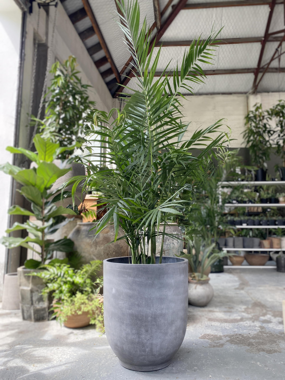 Chamaedorea hooperiana