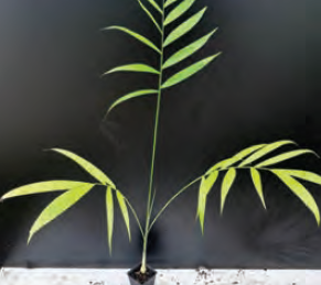 Chamaedorea costaricana | Cluster Palm