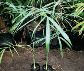 Chamaedorea plumosa | Baby Queen Palm