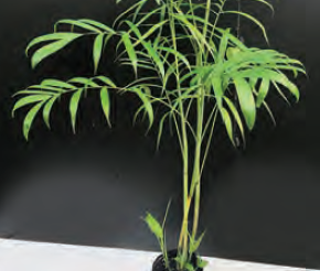 Chamaedorea seifrizii | Bamboo Palm