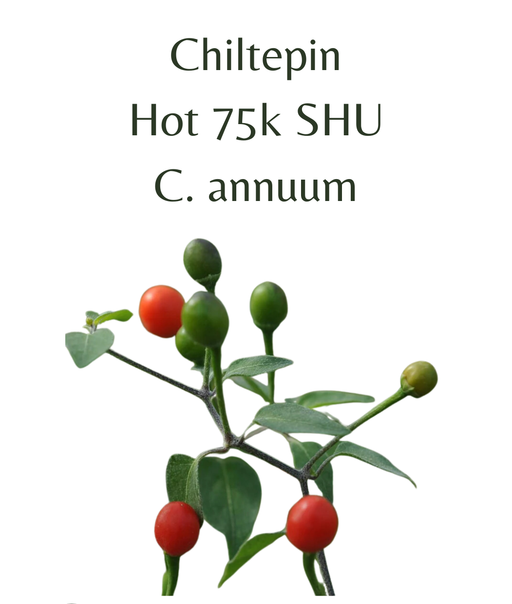 Chiltepin_Chilli_Seeds_10_seeds