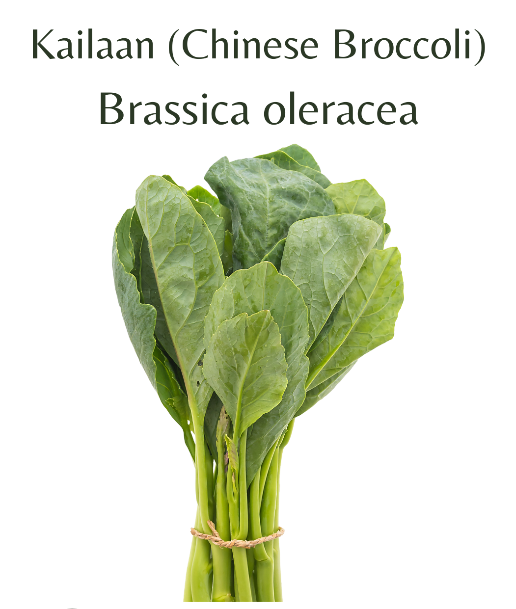 Chinese_Broccoli_-_Kailaan_150_seeds