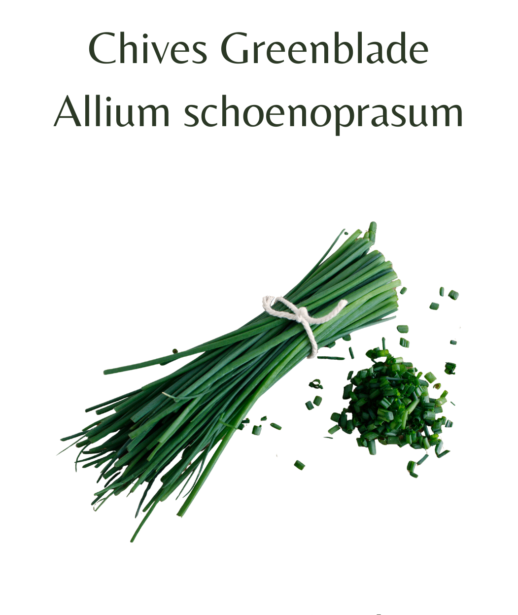 Chives_Greenblade_400_seeds
