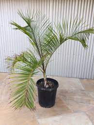 एम्बोसिट्रा पाम<br> <i>क्रिसलिडोकार्पस एम्बोसिट्रे</i>