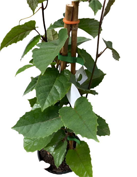 Kangaroo Vine