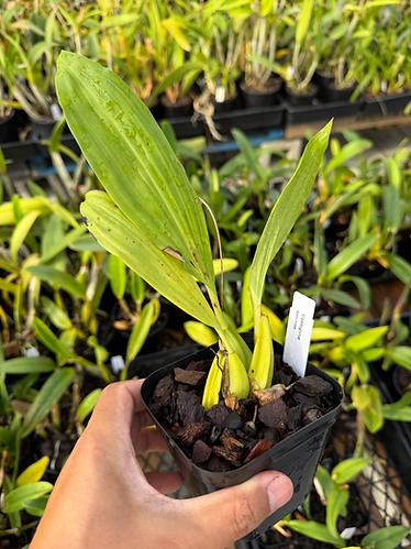 Coelogyne speciosa