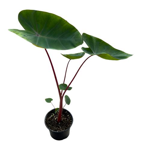 Colocasia 'Hawaiian Punch'