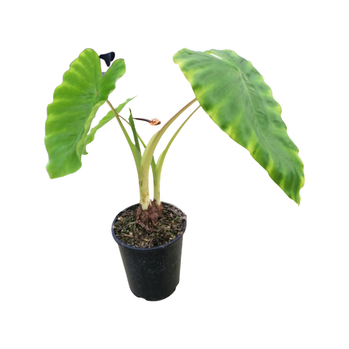 Colocasia 'Maui Gold'