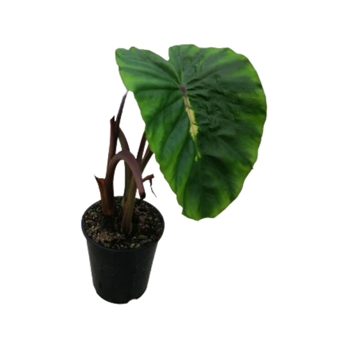 Colocasia 'White Lava'