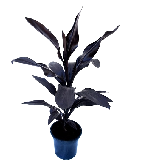 कॉर्डिलाइन फ्रुटिकोसा 'डार्क एंड स्टॉर्मी'<br> <i>उर्फ 'कारूबा ब्लैक'</i>