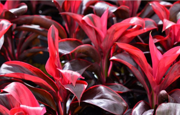 Cordyline 'Ruby'