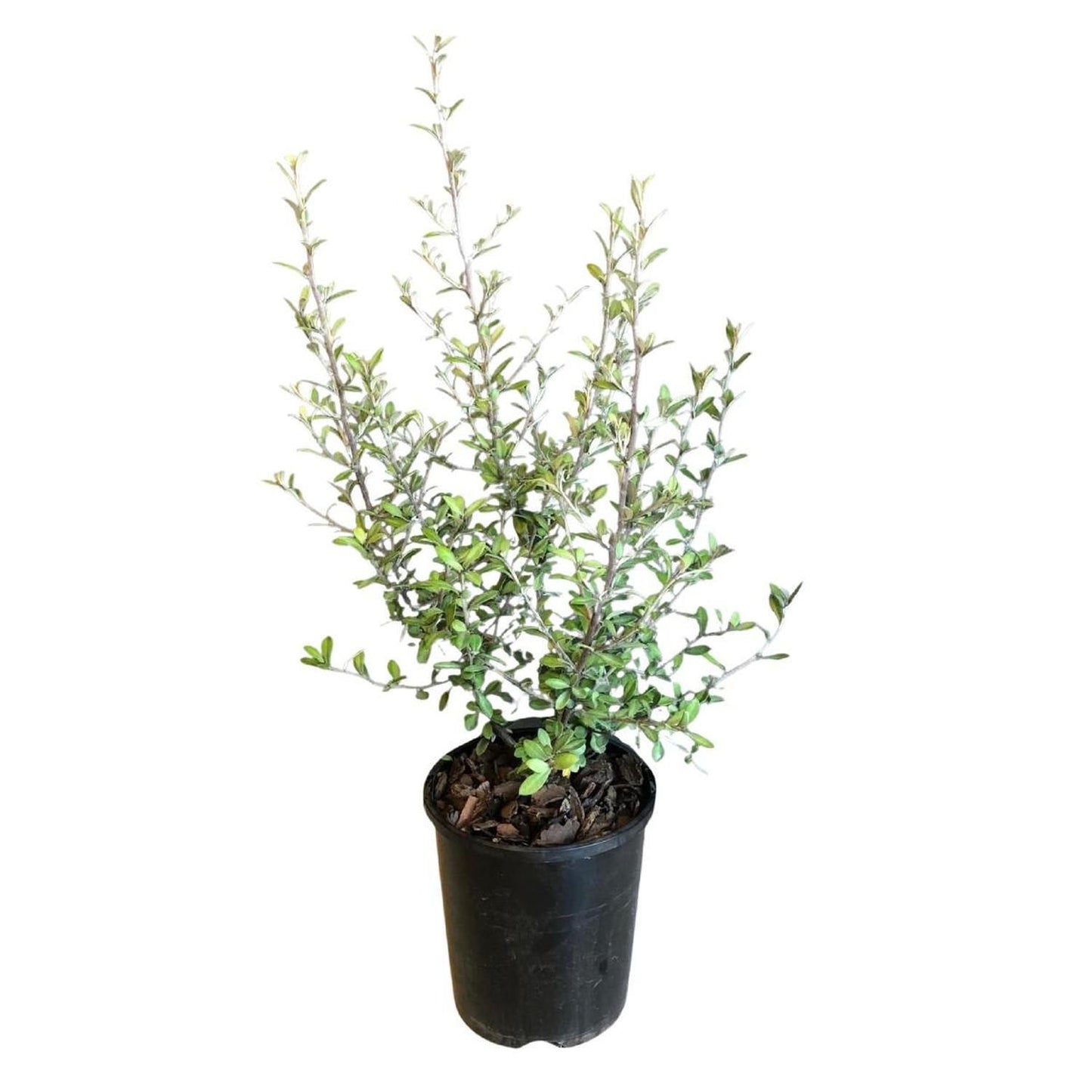 Corokia x virgata 'Geenty's Ghost' 1.9ltr