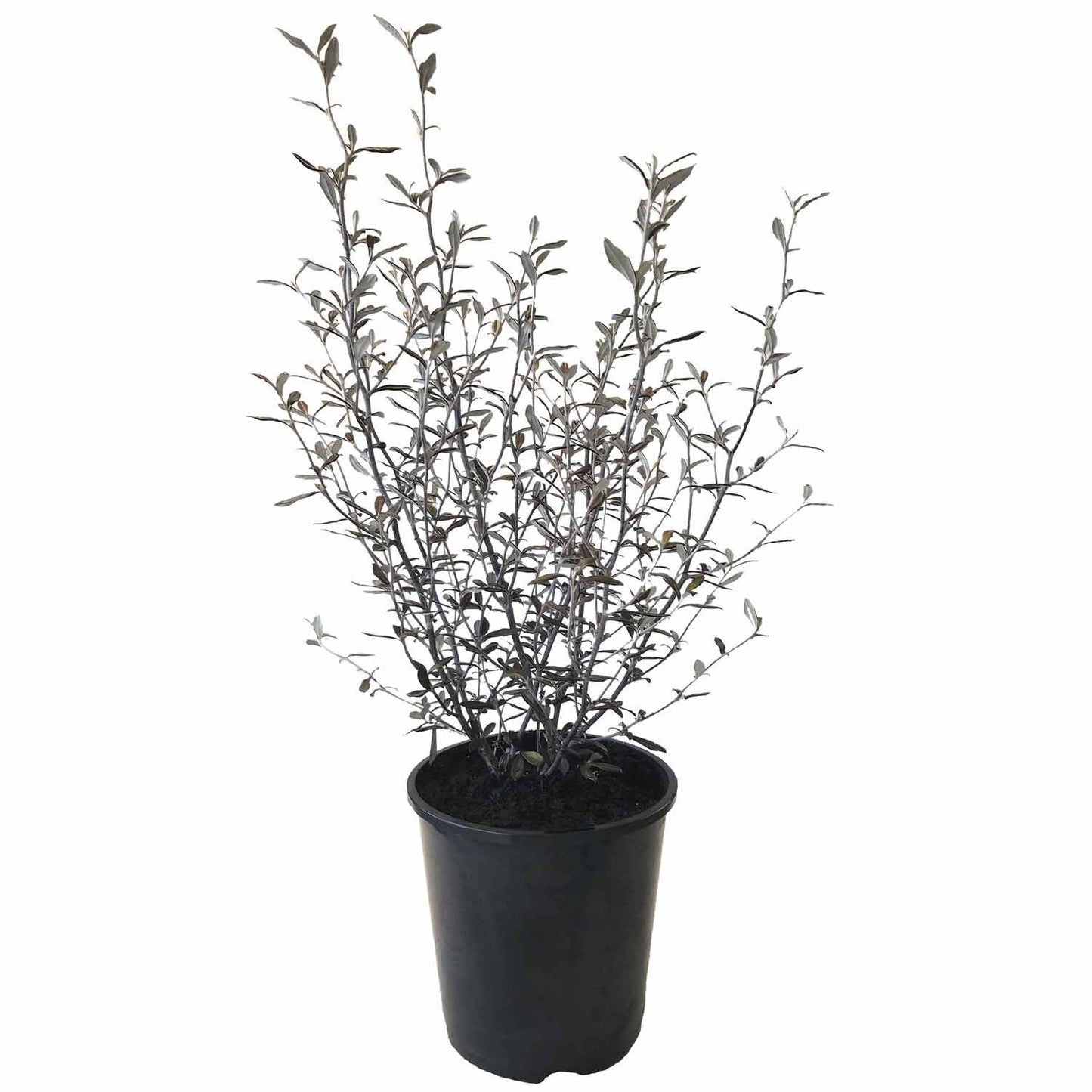 Corokia x virgata 'Bronze King' 1.9ltr