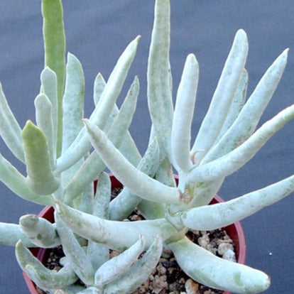 Cotyledon Jingle Bells