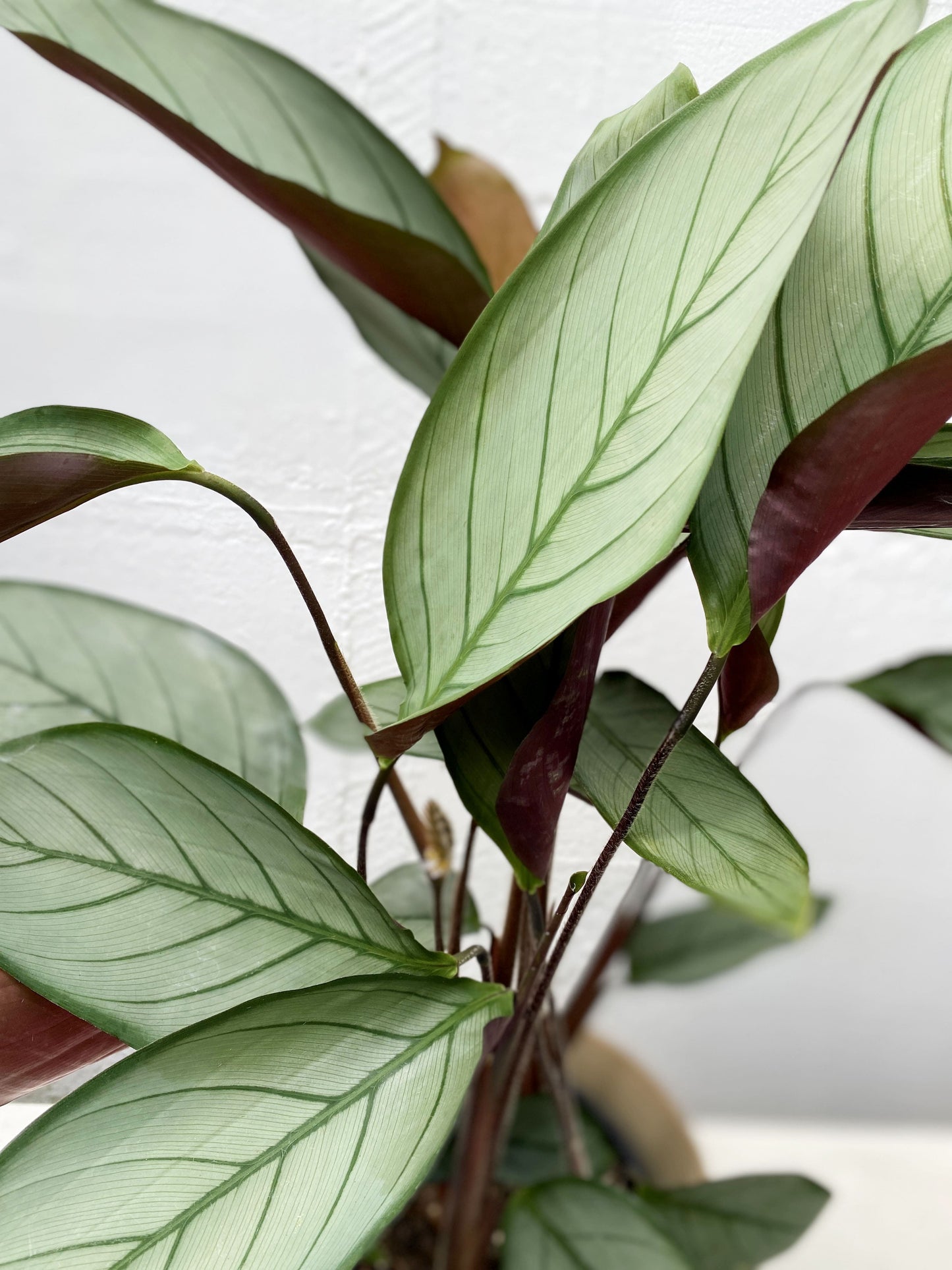 Ctenanthe 'Grey Star'