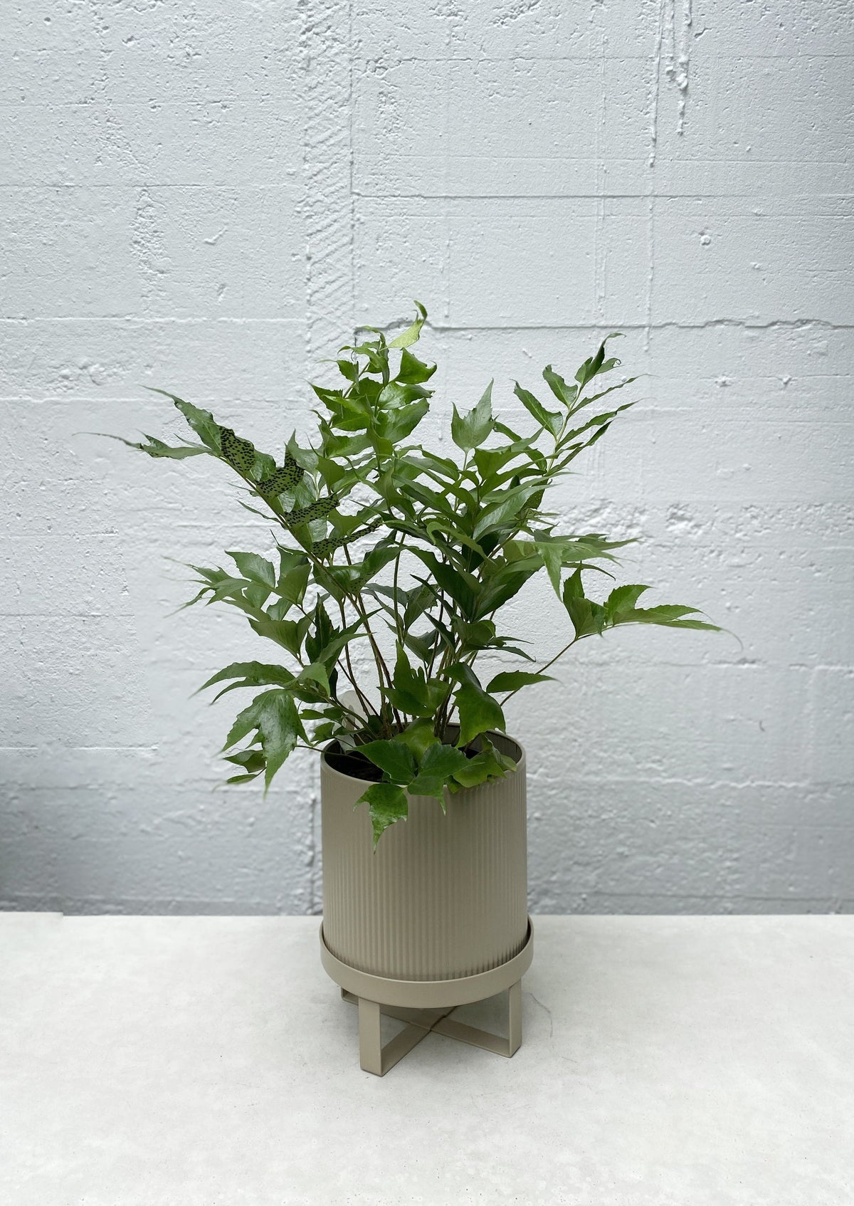 Cyrtomium falcatum - Japanese holly fern