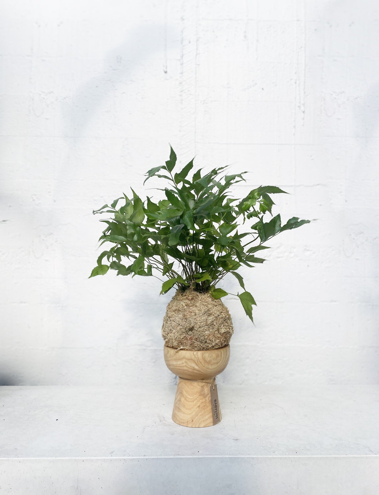 Cyrtomium falcatum kokedama