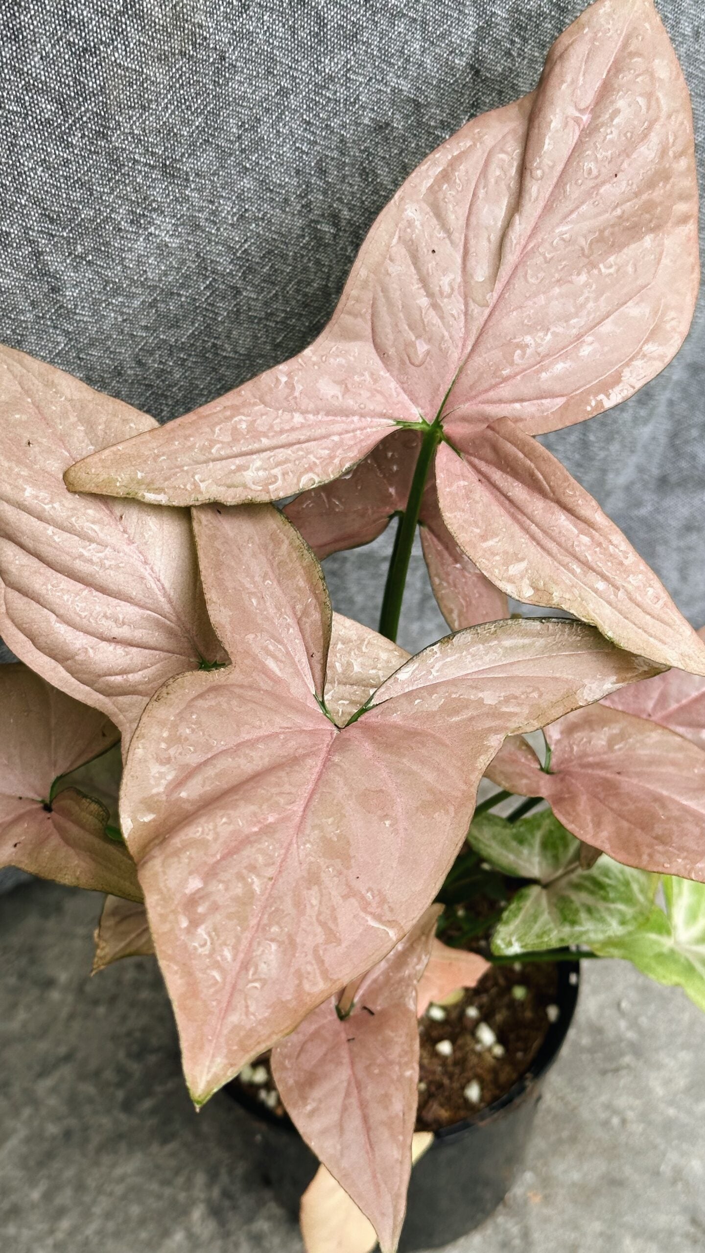 Syngonium Podophyllum Pink Arrow