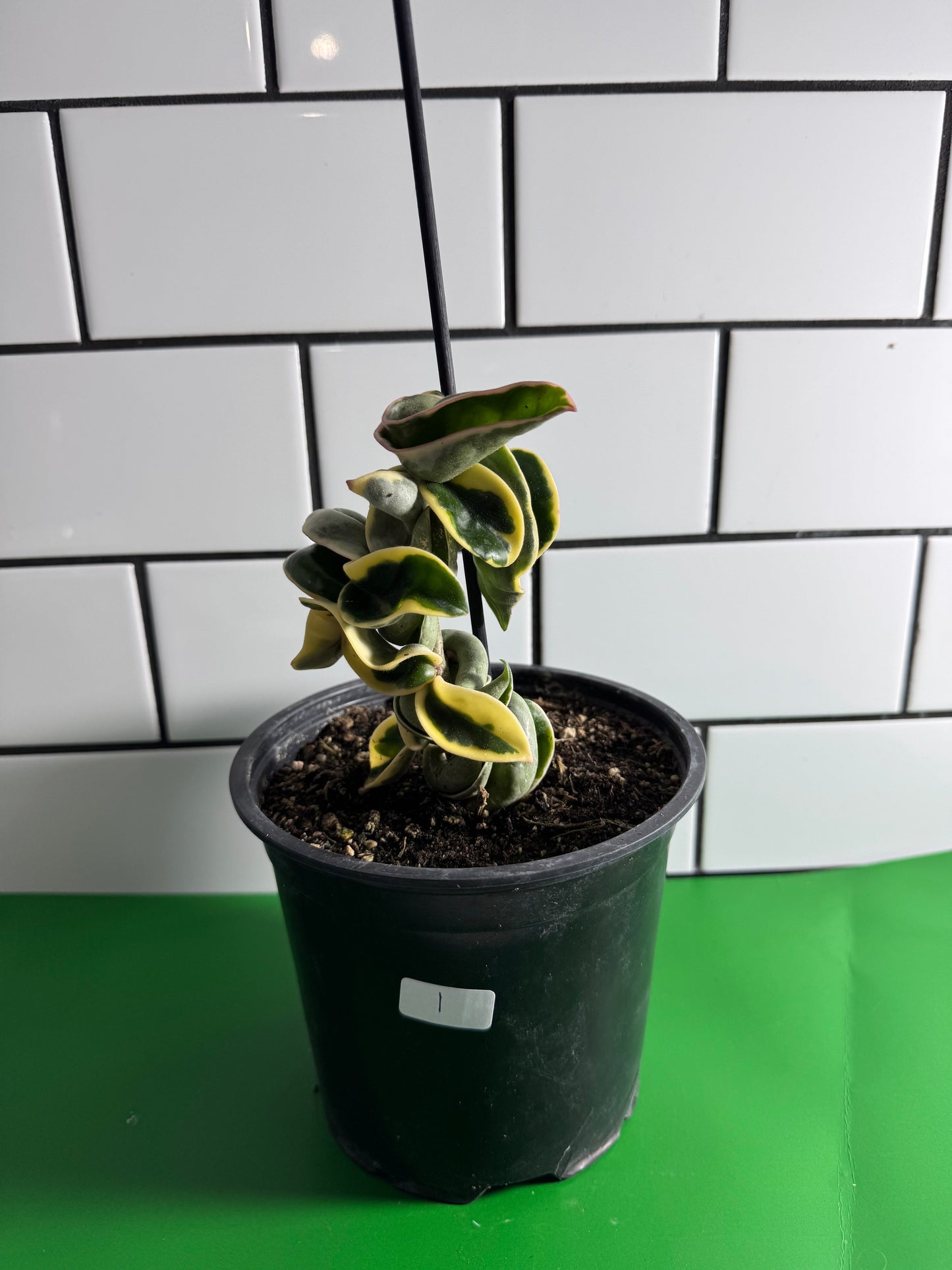 Hoya compacta ‘Regalis’ - Plant 1