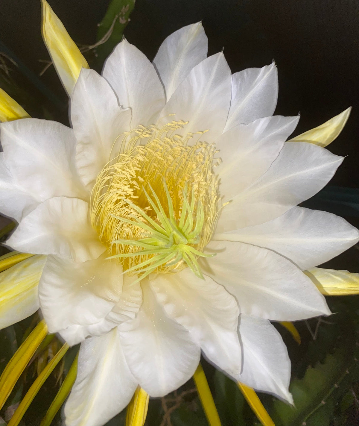 Close-up of a large, Dragon fruit flower grown in a tropical fruit nursery in Auckland, New Zealand.
