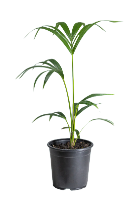 Sugar Cane Palm