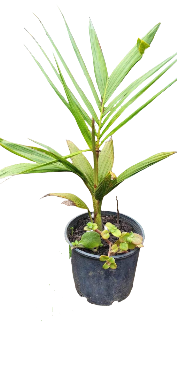 Manambe Palm