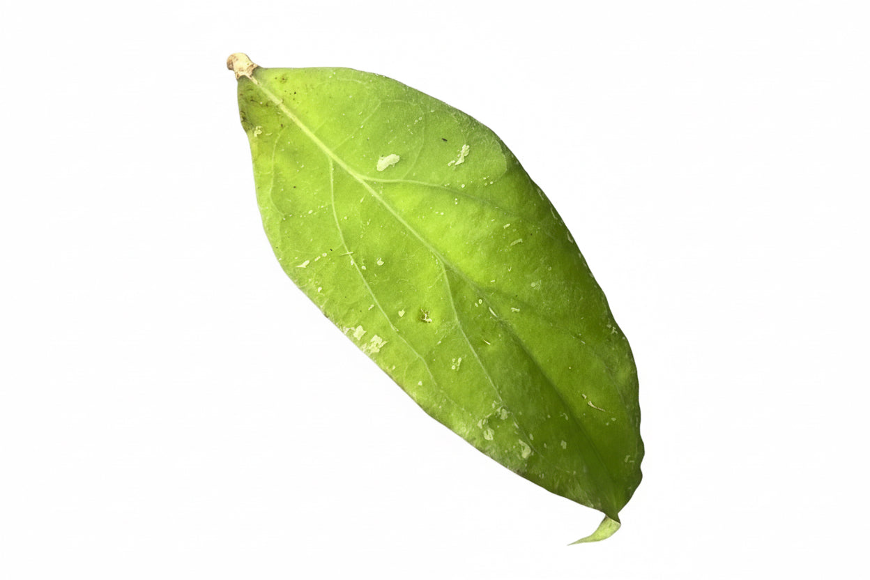 Hoya priktai, Extremely Rare