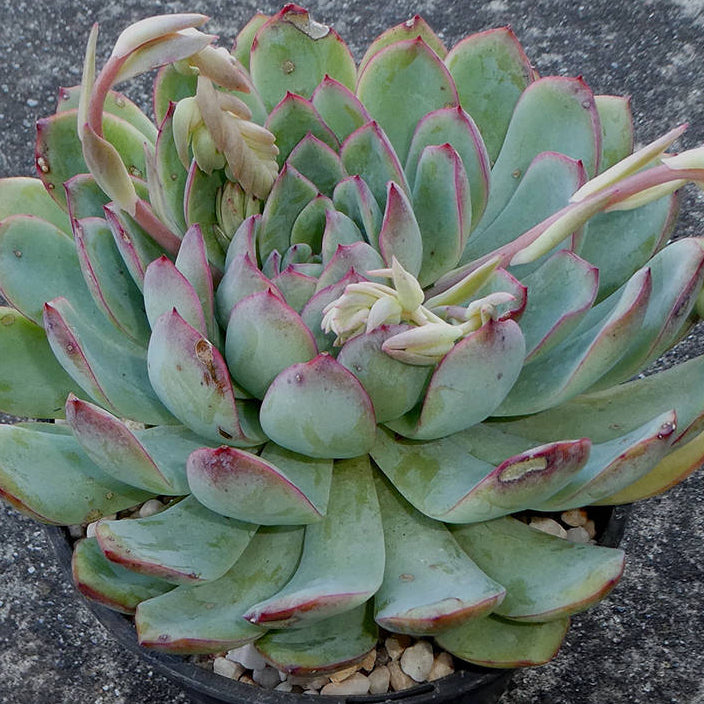 Echeveria Apus
