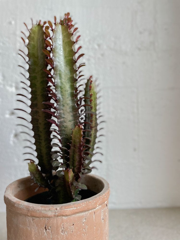 Euphorbia trigona purpurea