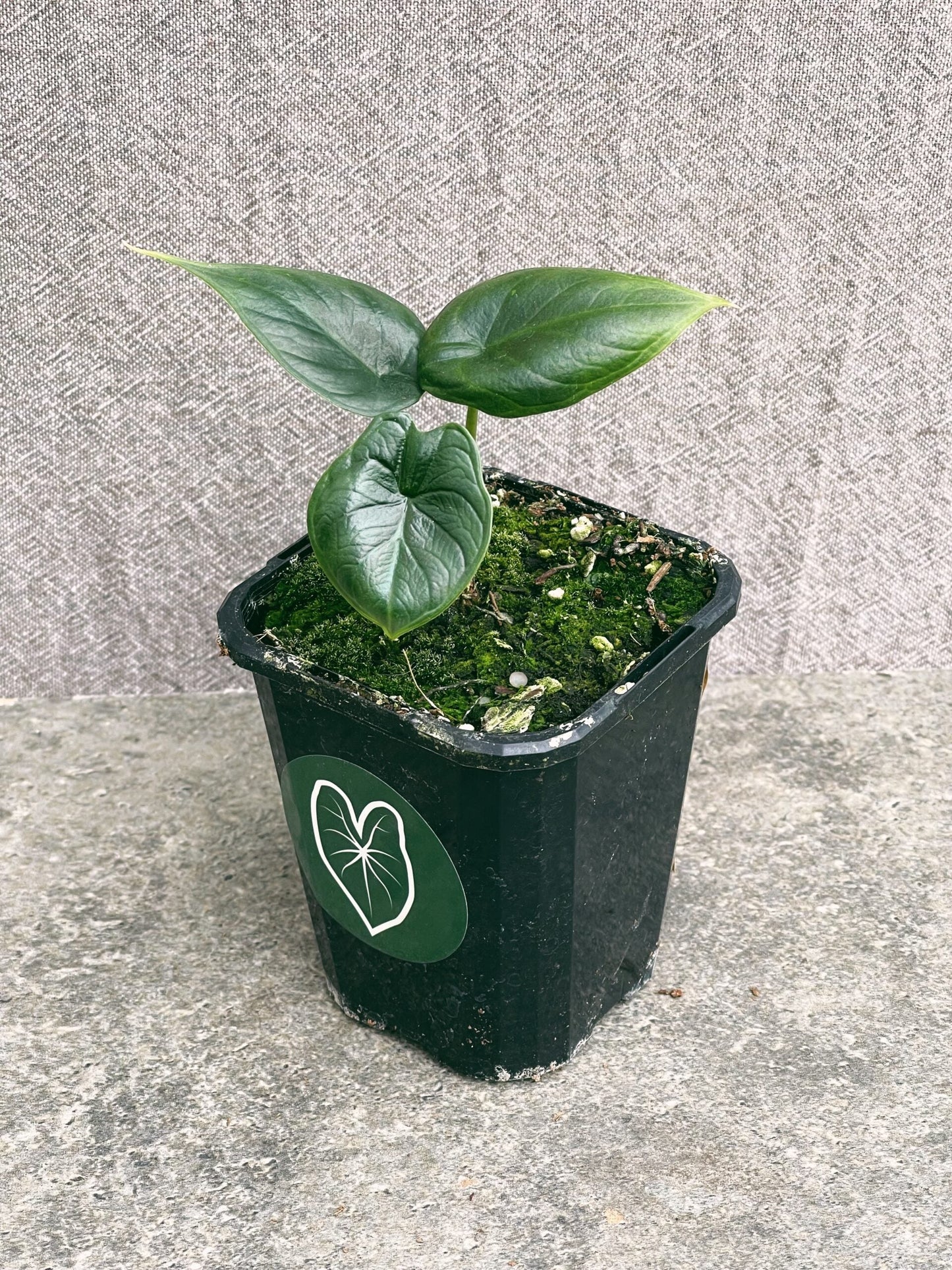 Alocasia Dragon Scale