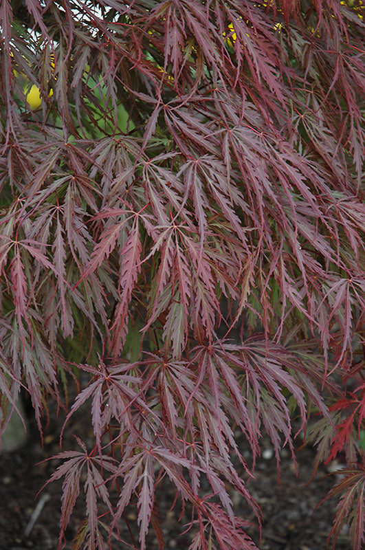 Acer palmatum ‘Tamukeyama’