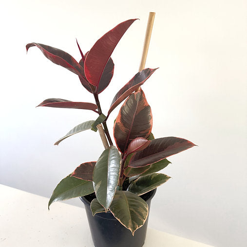 Ficus elastica 'Ruby' 14cm