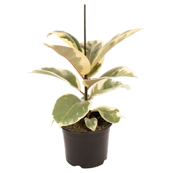 Ficus elastica 'Tineke'