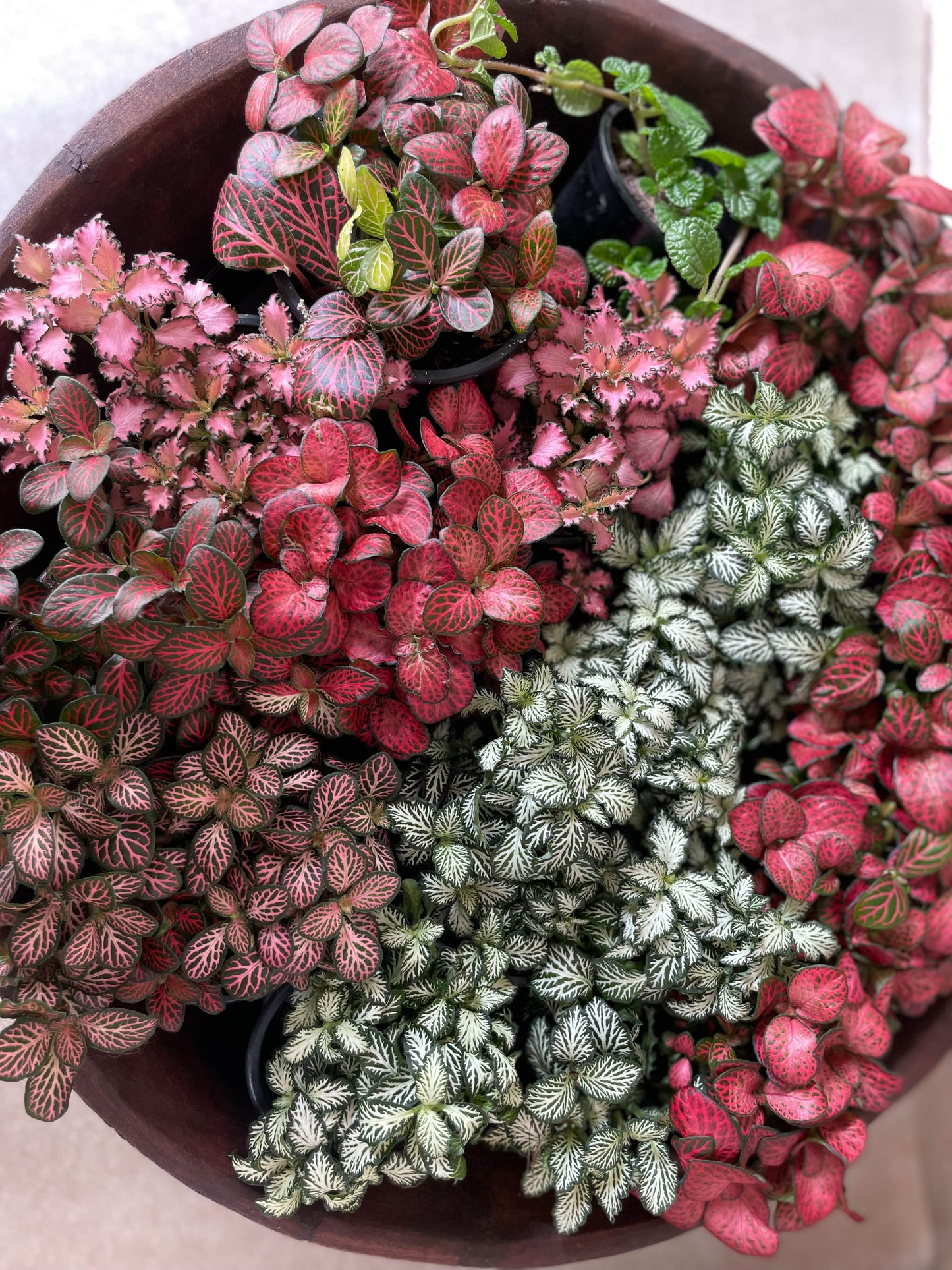 Fittonia - Nerve or Mosaic Plant