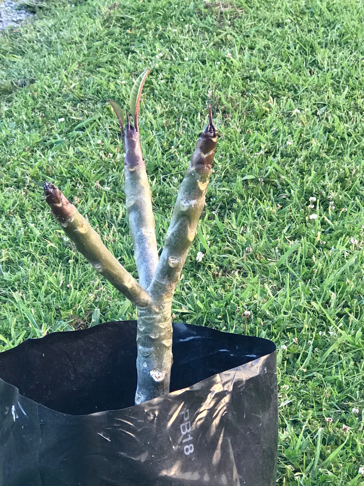 Tropical Frangipani 'Penang Peach'